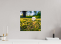 15 x 15″, Photo Print On Fuji Crystal DP II Dandelion
