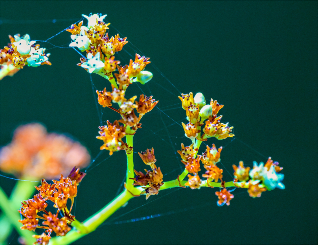 Main image Flower Web