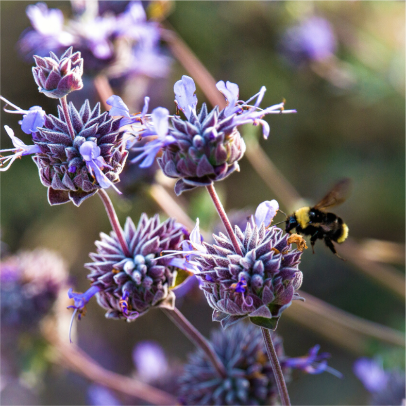 Main image Summer Bee