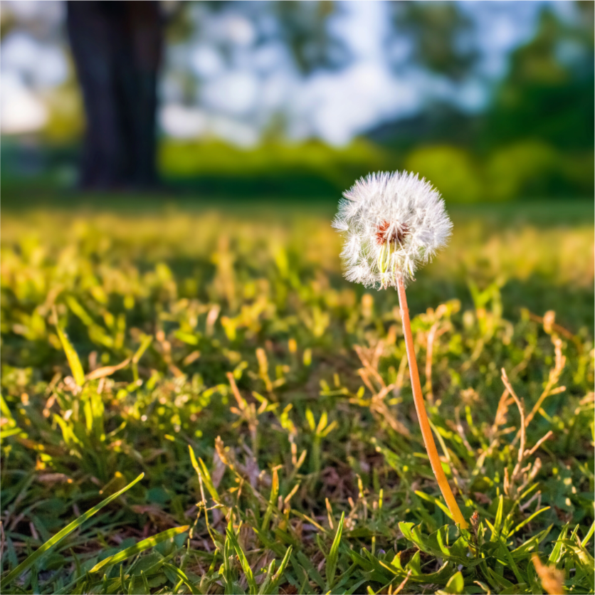 Main image Dandelion